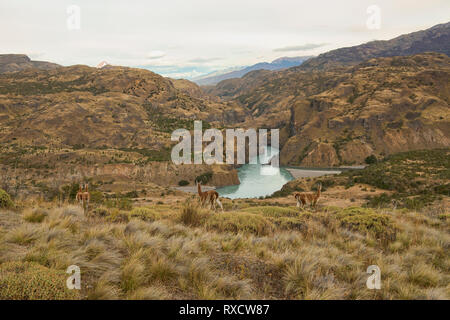 Wilde guanacos über den Rio Baker und Rio Chacabuco Zusammenfluss, Patagonien Nationalpark, Aysen, Patagonien, Chile Stockfoto