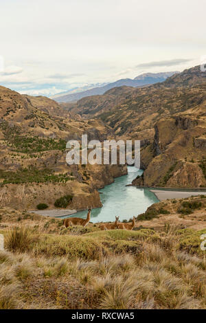 Wilde guanacos über den Rio Baker und Rio Chacabuco Zusammenfluss, Patagonien Nationalpark, Aysen, Patagonien, Chile Stockfoto