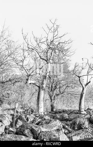 Moringa Bäume, Moringa ovalifolia, im Winter im Norden Namibias. Schwarzweiß Stockfoto