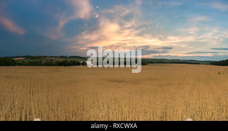 Landwirtschaftliche Landschaft Panorama mit großen Weizenfeld, auf dem Sunset Ackerland. Stockfoto