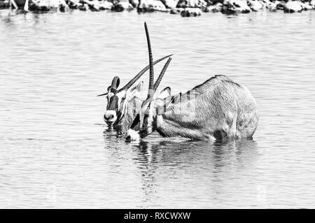 Zwei Oryx, auch gemsbok, eines mit einem deformierten Horn, einer mit gebrochenen Horn genannt, die in einem Wasserloch im Norden Namibias. Schwarzweiß Stockfoto