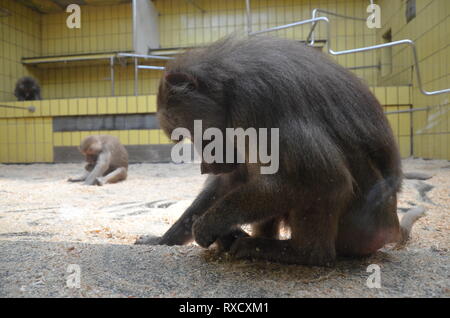 Wild Hamadryas Pavian, Zoo von Frankfurt (Deutschland) Stockfoto