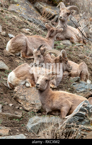 Dickhornschafe entlang der Platte River in Waterton Canyon Colorado auf einer schönen Wintermorgen Stockfoto