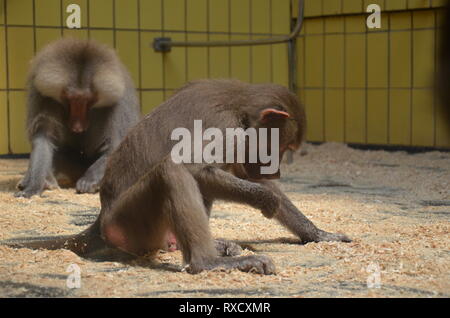 Wild Hamadryas Pavian, Zoo von Frankfurt (Deutschland) Stockfoto