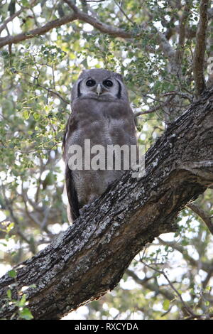 Verreaux's Uhu starrte Stockfoto