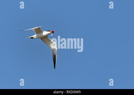 Ein erfolgreicher Fischer, eine Raubseeschwalbe fliegt nach Hause mit seinen Fang. Stockfoto