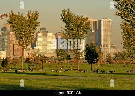 Kanadische Gänse essen Gras in Liberty Park, Jersey City, USA Stockfoto