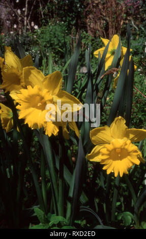 BLUMENBETT MIT LILIENTHALTERN (NARZISSEN) 'THE MASTER' IN VOLLER BLÜTE, NEU-SÜDWALES, AUSTRALIEN. Stockfoto