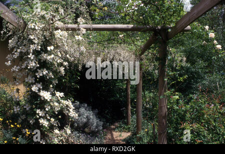 Weiße CLEMATIS und GLYZINIE über hölzerne Pergola in einem Cottage Garden, New South Wales, Australien. Stockfoto