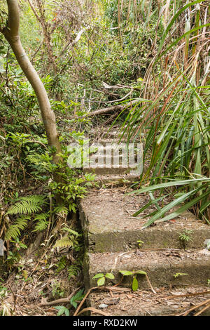 Mount Davis fort, einem verlassenen britischen Militär position jetzt durch den Dschungel auf der Hong Kong Insel überwuchert. Stockfoto