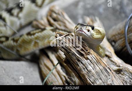 Schwarz Tailed Klapperschlange Stockfoto