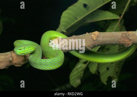 Cameron Highlands Pit Viper, ein älterer Name nebularis Stockfoto