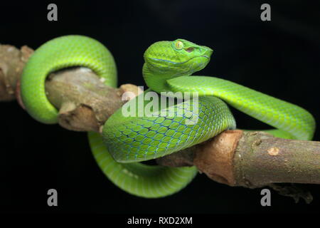 Cameron Highlands Pit Viper, ein älterer Name nebularis Stockfoto