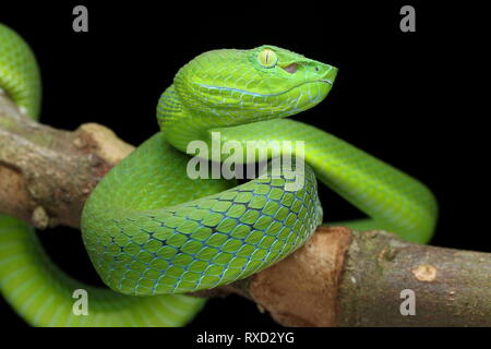 Cameron Highlands Pit Viper, ein älterer Name nebularis Stockfoto