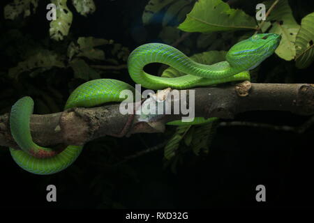 Cameron Highlands Pit Viper, ein älterer Name nebularis Stockfoto