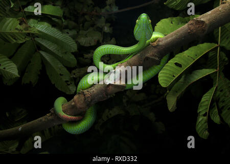 Cameron Highlands Pit Viper, ein älterer Name nebularis Stockfoto