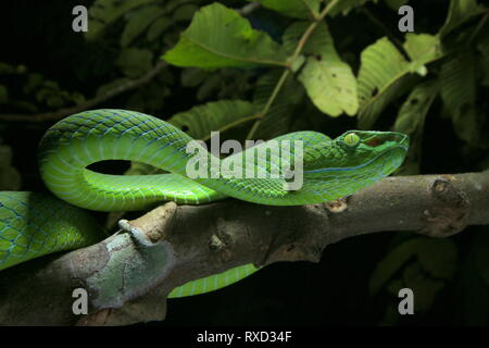 Cameron Highlands Pit Viper, ein älterer Name nebularis Stockfoto