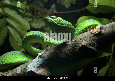 Cameron Highlands Pit Viper, ein älterer Name nebularis Stockfoto