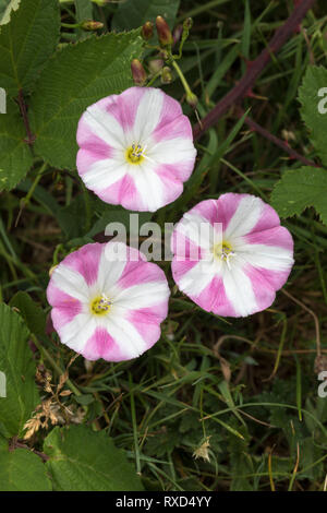 ; Acker-winde Convolvulus arvensis; Blumen; Cornwall, UK Stockfoto