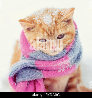 Porträt eines kleinen roten Kitten tragen Strickschal im Winter Stockfoto