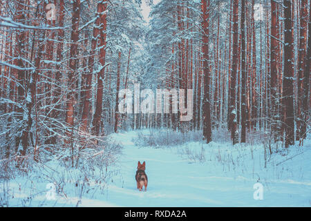 Der Hund steht auf dem Titel im Winter Pinienwald Stockfoto