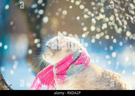 Katze trägt einen Strickschal draußen in einem Wintergarten Stockfoto