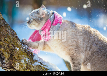 Katze trägt einen Strickschal im Freien auf einem Baum in einem Wintergarten Stockfoto