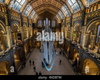 Blauwal Skelett in Hintze Hall, Natural History Museum, South Kensington, London, England Stockfoto