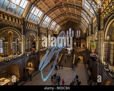 Blauwal Skelett in Hintze Hall, Natural History Museum, South Kensington, London, England Stockfoto