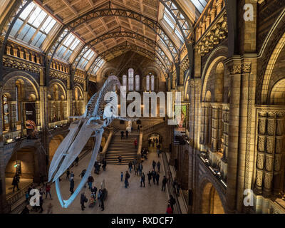 Blauwal Skelett in Hintze Hall, Natural History Museum, South Kensington, London, England Stockfoto