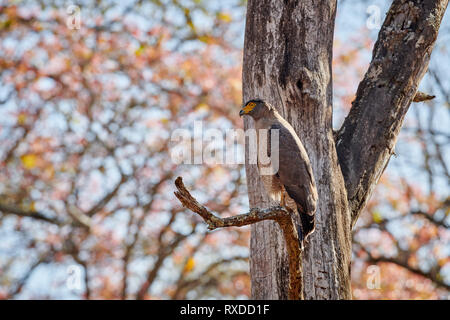 Crested Schlange Adler, Spilornis cheela, Cairo, Nagarhole Tiger Reserve, Karnataka, Indien Stockfoto