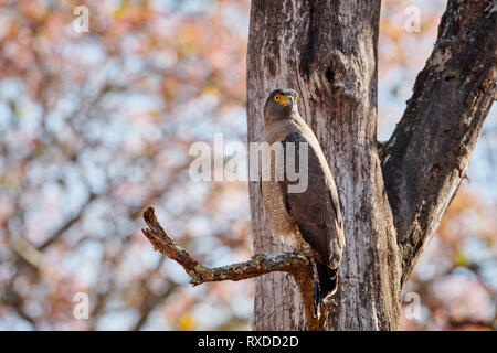Crested Schlange Adler, Spilornis cheela, Cairo, Nagarhole Tiger Reserve, Karnataka, Indien Stockfoto