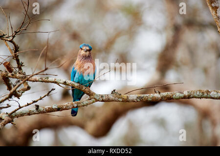 Indische Walze (Coracias benghalensis), Cairo, Nagarhole Tiger Reserve, Karnataka, Indien Stockfoto