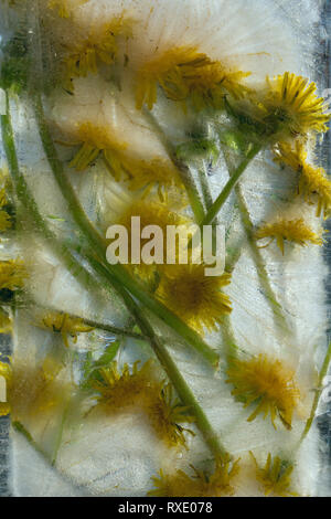 Hintergrund Der von gelben Löwenzahn Blume mit grünen Blättern in Ice Cube mit Luftblasen eingefroren Stockfoto