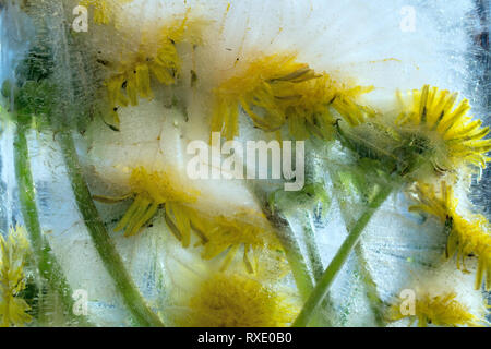 Hintergrund Der von gelben Löwenzahn Blume mit grünen Blättern in Ice Cube mit Luftblasen eingefroren Stockfoto