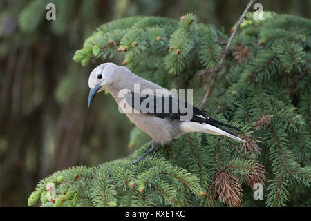 Clarke's Nussknacker (nucifraga Columbiana) an Manning Park Lodge, British Columbia, Kanada Stockfoto