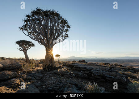 Ein köcherbaum oder Köcherbaum auf einem Hügel in Namibia. Stockfoto