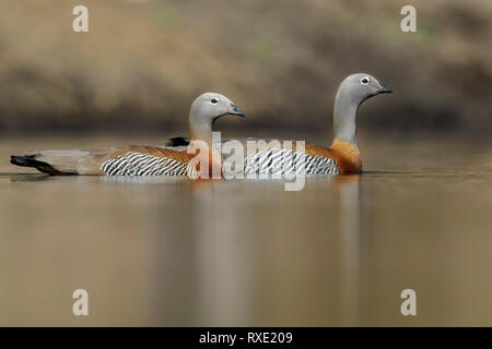 Ashy-headed Goose (Chloephaga poliocephala) Schwimmen in einem kleinen See in Chile. Stockfoto