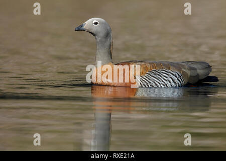 Ashy-headed Goose (Chloephaga poliocephala) Schwimmen in einem kleinen See in Chile. Stockfoto