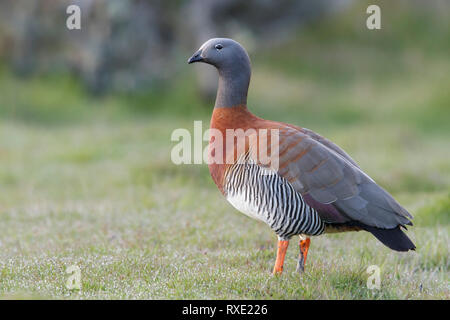 Ashy-headed Goose (Chloephaga poliocephala) auf dem Boden in Chile thront. Stockfoto