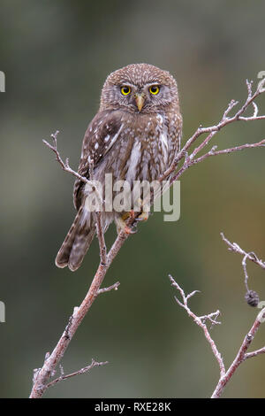 Austral Pygmy-Owl, glaucidium Nana) auf eine Niederlassung in Chile gehockt Stockfoto