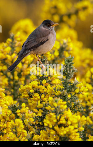 Austral Thrush (Turdus falklandii) auf eine Niederlassung in Chile thront. Stockfoto