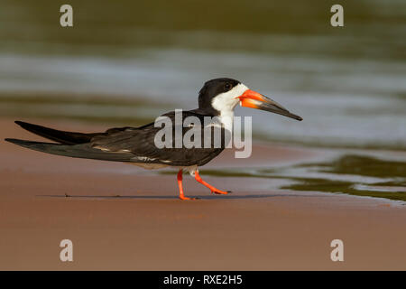 Schwarzes Abstreicheisen (Rynchops niger) in der Pantalal Region Brasiliens. Stockfoto