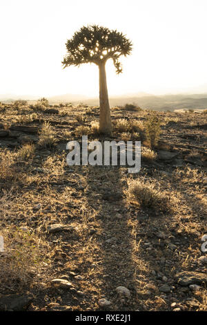 Ein köcherbaum oder Köcherbaum auf einem Hügel in Namibia. Stockfoto