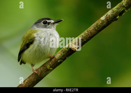 Black-capped Pygmy - Tyrann (Myiornis atricapillus) auf einem Zweig in den Anden Kolumbiens thront. Stockfoto