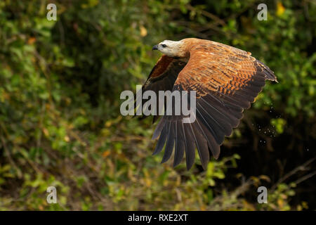 Black-collared Hawk (Busarellus Pantalal nigricollis) in der Region von Brasilien. Stockfoto