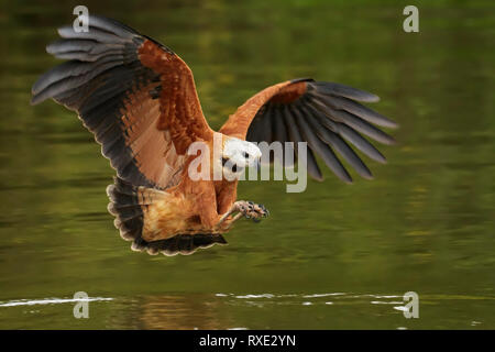 Black-collared Hawk (Busarellus Pantalal nigricollis) in der Region von Brasilien. Stockfoto