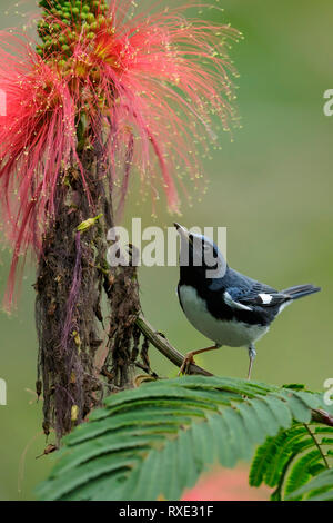 Black-throated Blau Warbler (Dendroica Caerulescens) auf einem Zweig in Jamaika in der Karibik thront. Stockfoto