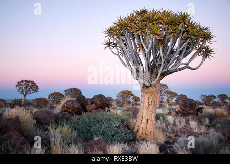 Der Köcherbaum im Quivertree Forest Keetmanshoop, Namibia. Stockfoto