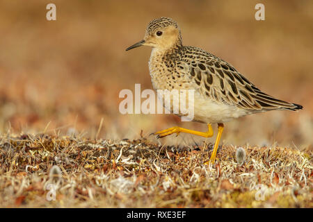 Buff-breasted Sandpiper (Calidris subruficollis) Ernährung in der Tundra im Norden von Alaska. Stockfoto